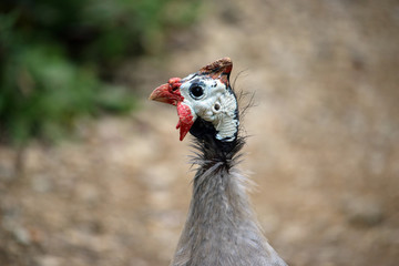 Helmeted guineafowl head and neck