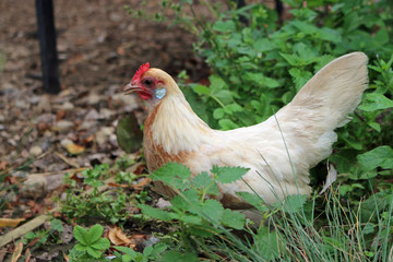 Pyle dutch bantam chicken hen