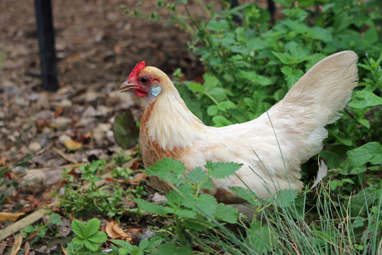 Pyle dutch bantam chicken hen