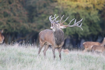 Red deer - Rutting season