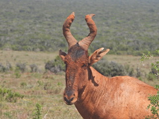 Mud caked red hartebeest