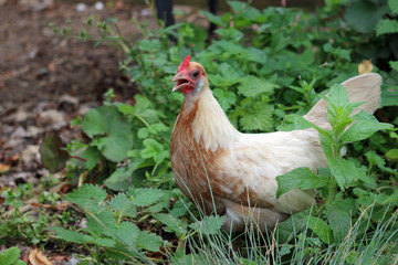 Pyle dutch bantam chicken hen