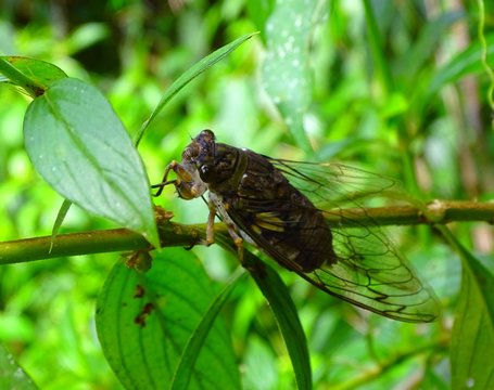 Amérique du Sud, insecte Cicadidae famille des cigales