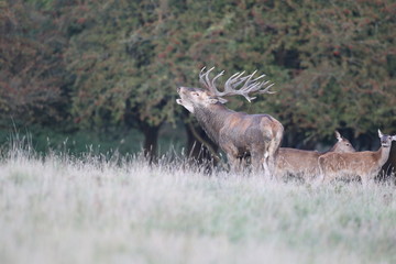 Red deer - Rutting season - 301389325