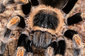 Mexican Red Knee Tarantula, Brachypelma hamorii, on a piece of cork bark