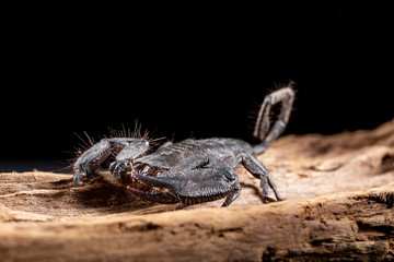 Flat Rock Scorpion, Hadogenes troglodytes, on a piece of tree bark