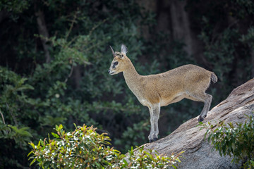 Klipspringer standing on a rock in Kruger National park, South Africa ; Specie Oreotragus oreotragus family of Bovidae