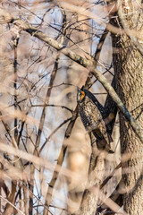Long eared owl perched resting in deep midwinter, Quebec, Canada.