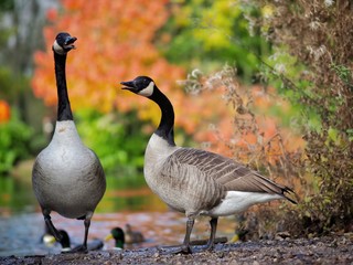 Canada Geese