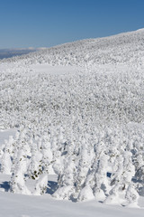 西吾妻山の樹氷