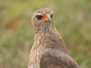 Steppe buzzard spotted in Addo Elephant NP