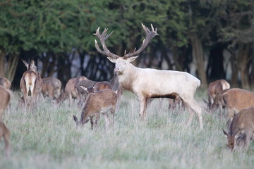 Red deer - Rutting season - 301390183