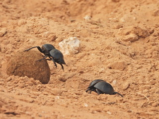 Dung beetles in Addo Elephant NP
