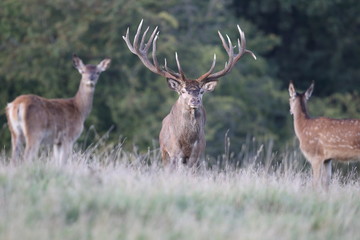 Red deer - Rutting season - 301390764