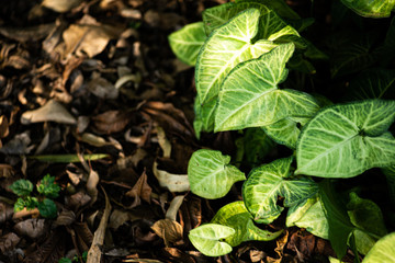 Folhas secas e vivas