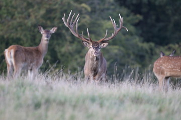 Red deer - Rutting season - 301390783