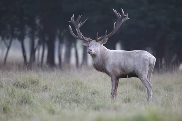Fotobehang Red deer - Rutting season © Paolo
