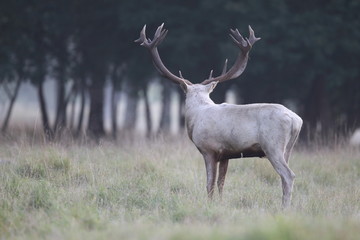 Red deer - Rutting season - 301390989