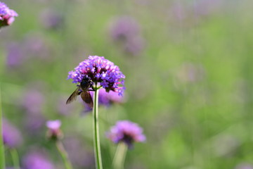Purple flowers and bees in the park
