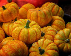 A small decorative pumpkin with yellow orange stripes, heap of pumpkins, close-up. Harvesting, Decoration with Dwarf Pumpkins, Backdrop Background