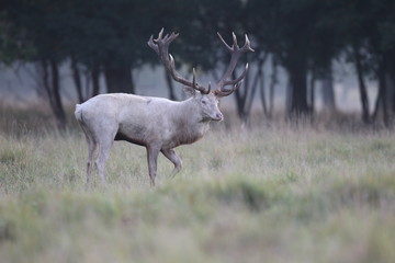 Red deer - Rutting season - 301391128
