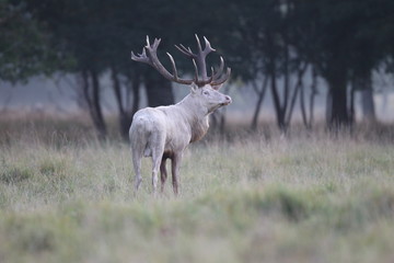 Red deer - Rutting season - 301391132