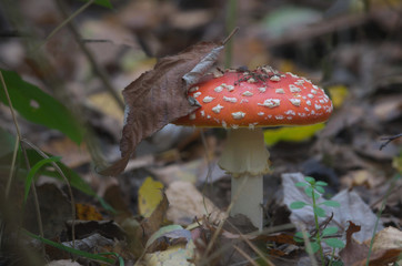 Czerwień wśród traw © Tomek Kiecana