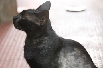 amazing black cat