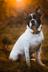 Cute Boston Terrier chills out on a beautiful autumn evening