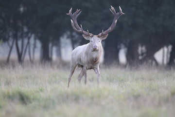 Red deer - Rutting season - 301391339