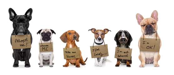 Foto auf Acrylglas Lustiger Hund Obdachlose Reihe von Hunden zu adoptieren