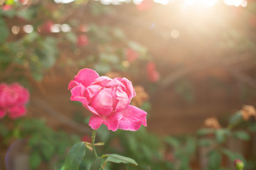 pink rose in the garden