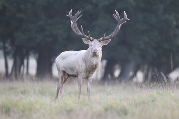 Red deer - Rutting season - 301391560