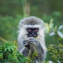 Vervet monkey eating some leaves in Kruger National park, South Africa ; Specie Chlorocebus pygerythrus family of Cercopithecidae