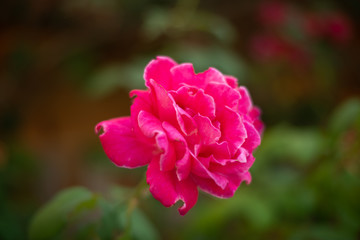 pink flower