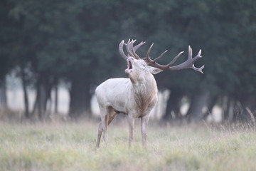 Red deer - Rutting season - 301391907