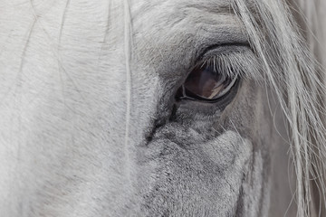 Eye of a white horse.