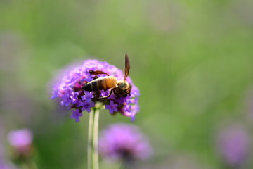 Purple flowers and bees in the park