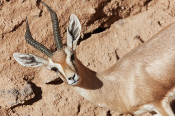 Gazelle in the Sahara desert, Morocco.