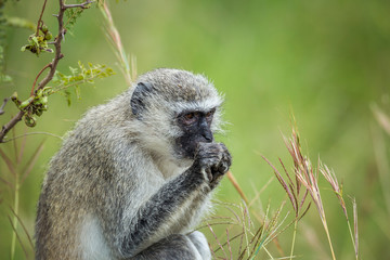 Vervet monkey eating plants in Kruger National park, South Africa ; Specie Chlorocebus pygerythrus family of Cercopithecidae