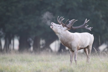 Red deer - Rutting season - 301391982