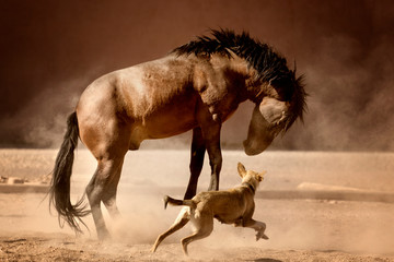 A horse plays with a dog in a paddock.