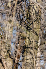 Long eared owl perched resting in deep midwinter, Quebec, Canada.