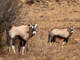 Gemsbok