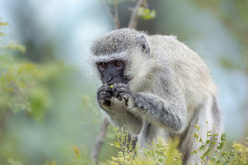 Vervet monkey in Kruger National park, South Africa