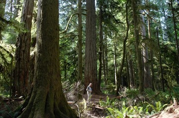 Majestic trees in Cathedral Grove in Victoria Island, BC, Canada