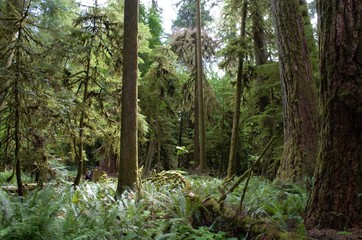Majestic trees in Cathedral Grove in Victoria Island, BC, Canada