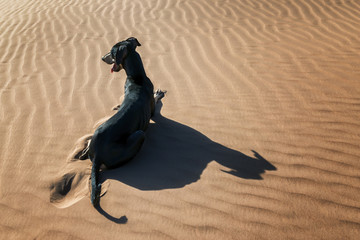 A black Sloughi dog (Arabian greyhound) rests in the sand dunes in the Sahara desert of Morocco.
