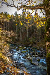 autumn foliage and river muerz  in styria, austria