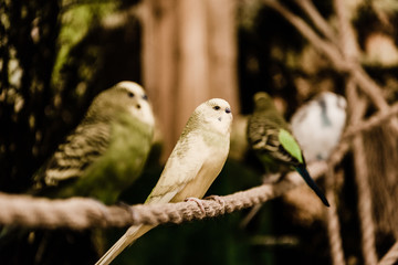 Selective focus of parrots sitting on metallic cage in zoo
